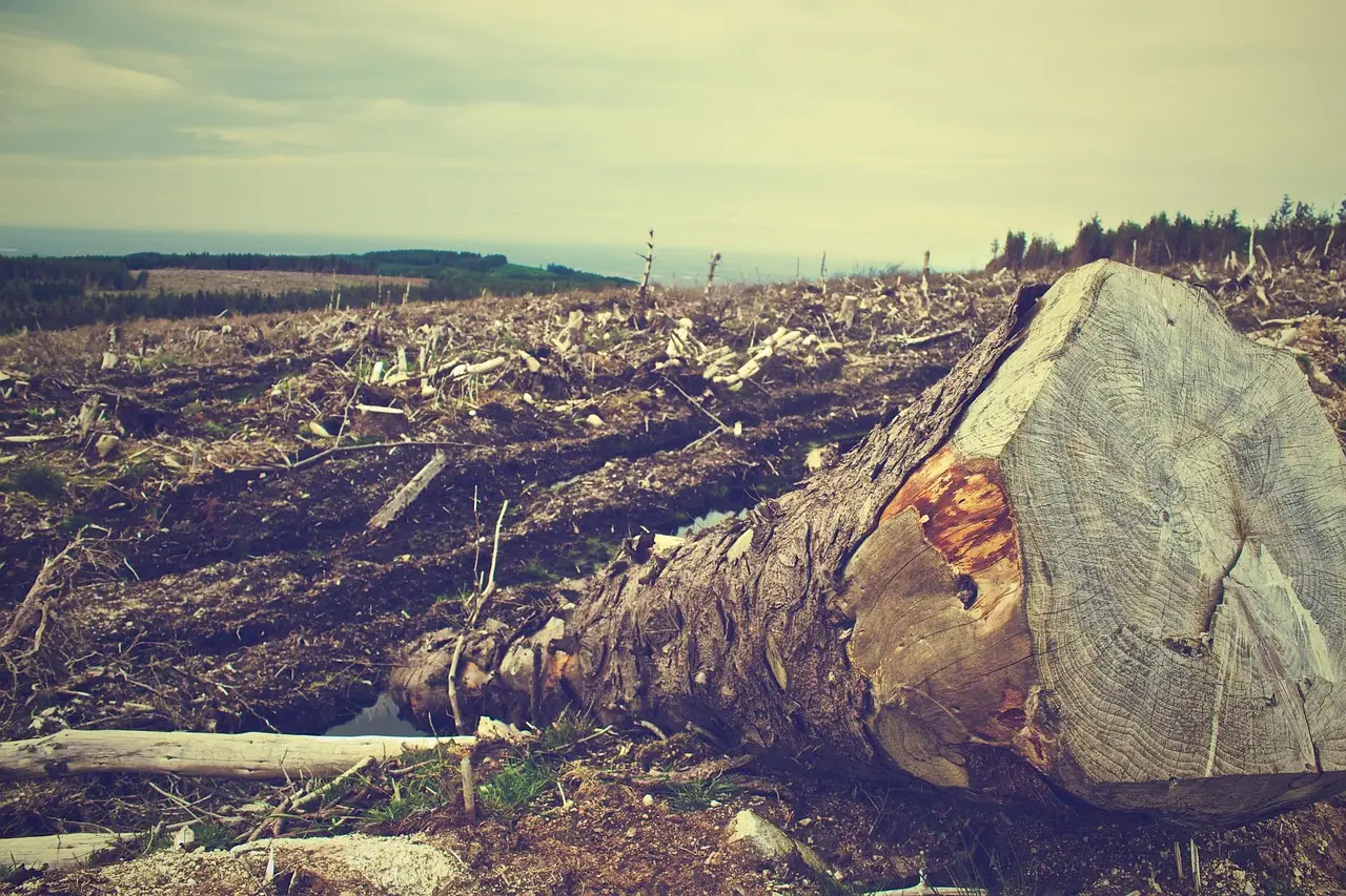 ‘Pure arrogance’: anger in Finland as Google illegally fells 250,000 trees for datacentre