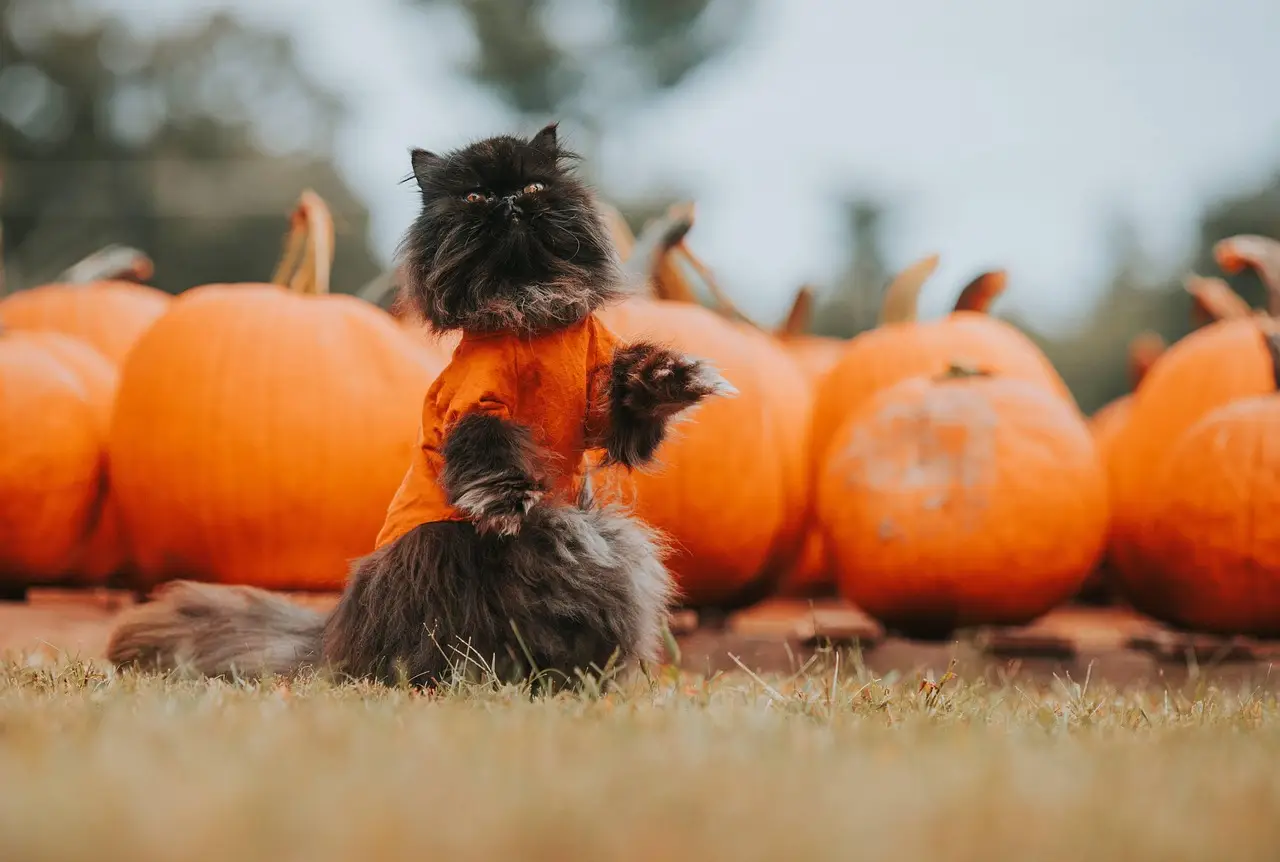 How families are cutting the cost of Halloween as spending grows