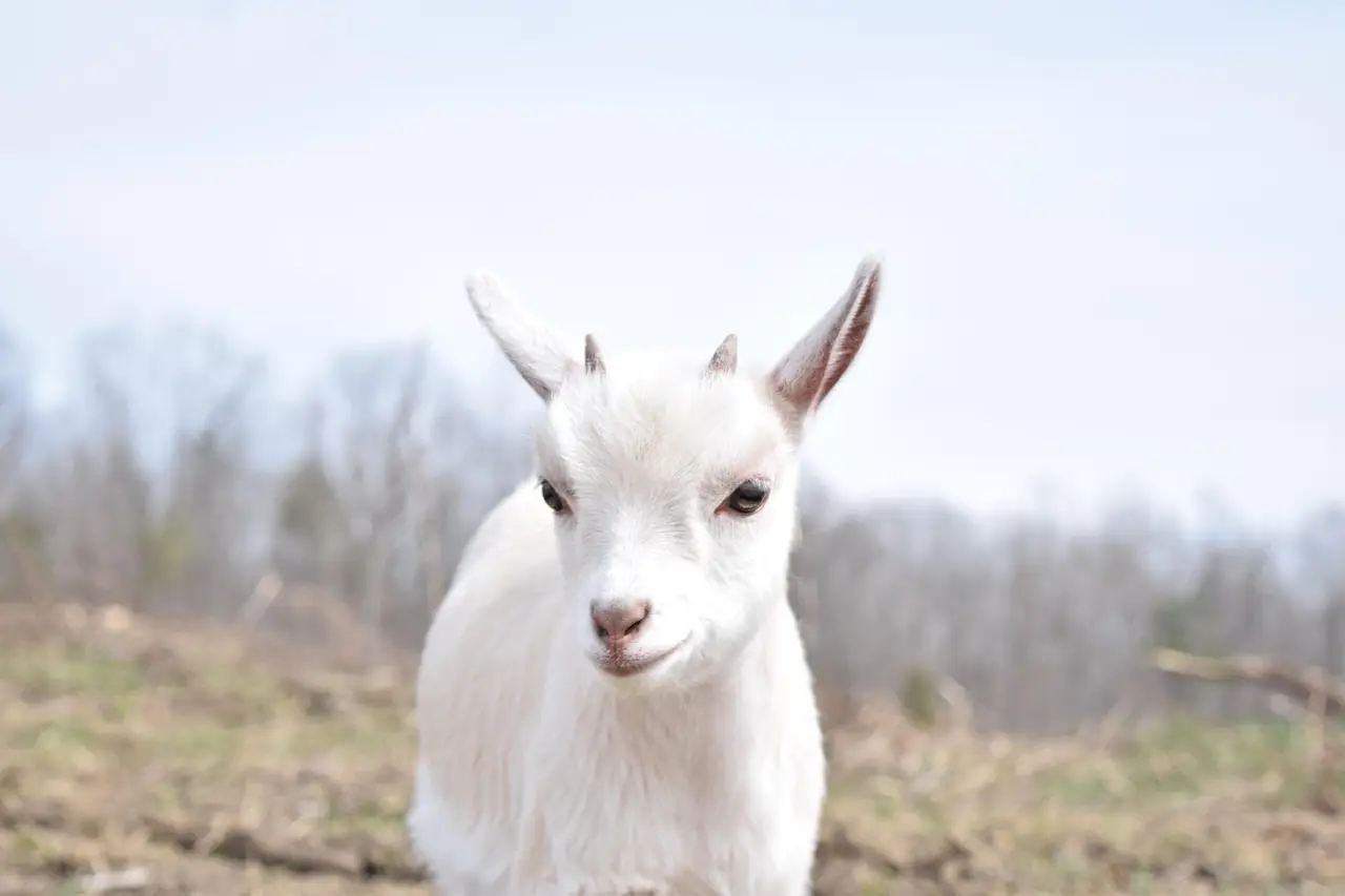 Businessman turns goat farming into a youth employment venture - Capital FM Africa