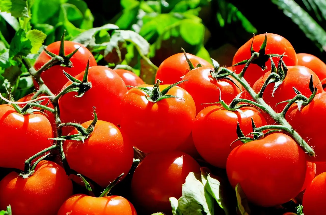 Agribusiness Boot Camp Concludes, Promoting Local Entrepreneurship - SIBC News